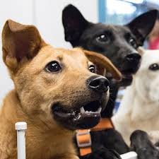 Our mission is to rescue homeless cats and kittens and find them loving forever homes where they can happily live out the rest of their lives. Washington Animal Shelters Find Your Next Pet Today Low Fees 2020