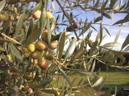 It S Olive Harvesting Time At Mooney Farms Butte County Olive Farm