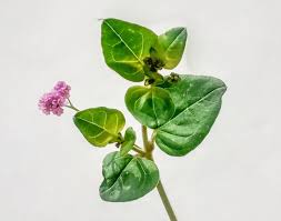 Image result for Boerhavia diffusa