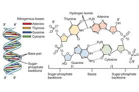What Are The 3 Parts Of A Nucleotide Dna Drawing Biology Diagrams Dna