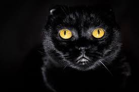 Black And Red Cat Black Cat With Yellow Eyes Likefun With Images Gorgeous Cats Yellow Cat Red Cats Eye