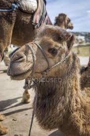 It was during the 19th century that the camel, of all creatures, became a part of the fabled story of the deserts of the southwest. Camels Stock Photos Royalty Free Images Focused