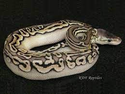 Check spelling or type a new query. Pewter Puzzle Morph List World Of Ball Pythons