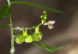 Image result for Polygala sphenoptera