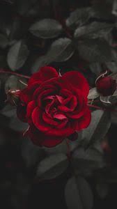 Search free rose wallpaper iphone ringtones and wallpapers on zedge and personalize your phone to suit you. Rose Iphone 8 7 6s 6 For Parallax Wallpapers Hd Desktop Backgrounds 938x1668 Images And Pictures