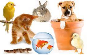 We did not find results for: What S Your Perfect Pet