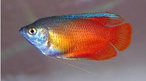 Ikan ini masuk ke dalam ikan hias air tawar yang unik karena corak warnanya, selain itu karakteristik ikan. Ikan Hias Gurami Madu Honey Gourami Ikan Hias Air Tawar Laut Dan Aquarium
