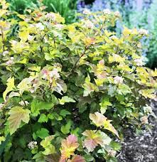 Amber jubilee was selected for its striking foliage in glowing tones of orange, yellow and gold. Amber Jubilee Ninebark Altum S Zionsville In