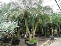 A striking species native to asia and grows in tropical areas. Amazon Com Tropical Palm Phoenix Roebelinii 5 Seeds Pygmy Miniature Date Palm Tree Roebelenii Garden Outdoor