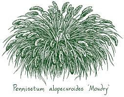 It performs best in the piedmont. Pennisetum Alopecuroides Moudry At Digging Dog Nursery