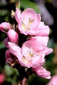 Pin On New Gardening Know How Articles