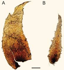 Image result for Lomariopsis warneckei