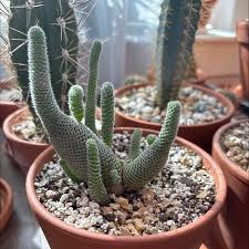 Image result for Clutia robusta