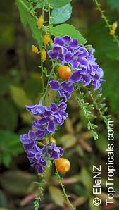 See our favorite shrubs that flower and flourish in the shadows. Duranta Erecta Duranta Repens Duranta Honey Drops Golden Dewdrop Pigeon Berry Toptropicals Com