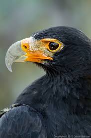 Small Birds Of Prey South Africa Southern Africa S Big Three Eagles Largest Bird Of Prey South African Birds Birds Of Prey