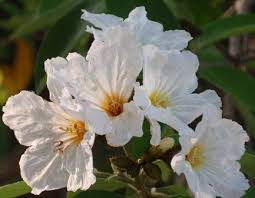 Image result for Geigeria brevifolia