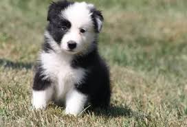 Border collies are intelligent, affectionate, loyal, and energetic dogs who crave their owner's affection. Pin On Border Collies