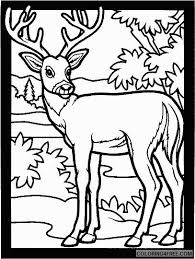 These spring coloring pages are sure to get the kids in the mood for warmer weather. Deer Coloring Pages Free For Kids Coloring4free Coloring4free Com