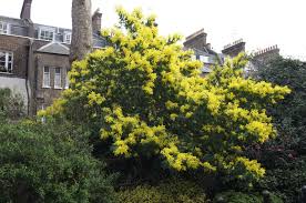 Image result for Acacia dealbata