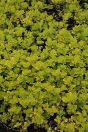 Image result for Lysimachia djalonis