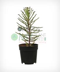 We did not find results for: Mother Of Thousands Chandelier Plant Myplantmytaste