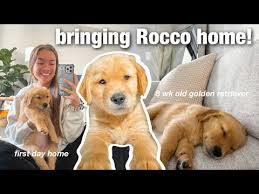 If you want her to be friendly to all, socialization at this age is also essential. Video 8 Weeks Old Golden Retriever