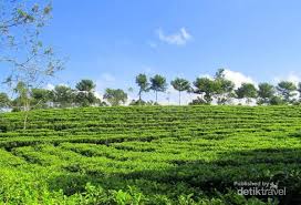 Check spelling or type a new query. Bukan Puncak Ini Kebun Teh Tanjung Sari Di Wonosobo