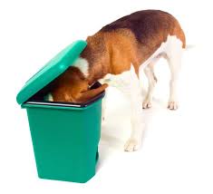 Akuter Durchfall Beim Hund Tierarzt Dr Holter
