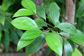 Remedios natural para controlar la diabetes r las aguas de plantas como la de. 7 Hierbas Que Te Ayudan A Tratar La Diabetes De Tipo 2 Mejor Con Salud
