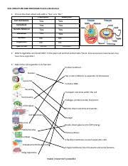 Answer will vary, suggested answer: Cell Structure Practice Pdf Cell Structure And Processes Practice Worksheet 1 Fill Out The Chart About Cells With A U201cyes U201d Or A U201cno U201d Course Hero