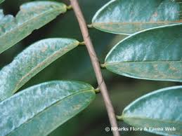 Image result for Xylopia lukei