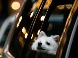 Francis blessing of the animals. Covid 19 Pandemic Prompts Drive Through Pet Blessing In Philippines News Photos Gulf News