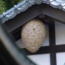 Doordat de aziatische hoornaar enorm agressief kan reageren bij verstoring van haar nest dien je beroep te doen op gespecialiseerde diensten. Japanse Hoornaar Kan 5 Cm Worden En Zijn Gif Is Dodelijk Tokyo Nl