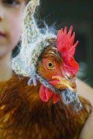 Chicken Hat Now I Want A Chicken Chicken Hats Chickens Backyard Chickens See more ideas about knitted hats, chicken hats, hats. chicken hats chickens backyard chickens