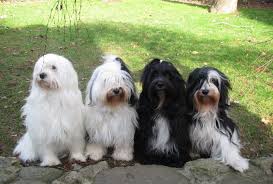 Advice from breed experts to make a safe choice. Tibetan Terrier Price Range Tibetan Terrier Puppies For Sale Cost