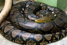 Swahilikiasi cha ziada kilichotoweka msimu uliopita wa majira ya kupukutika majani kilikuwa sawa na hiki. Reticulated Python Wikipedia