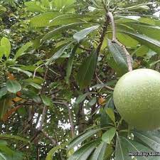 Di sini tempat kita diskusi ディックと猫 bebas yang dm silahkan | twuko. 11 Pokok Paling Beracun Di Dunia