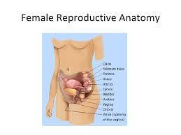 Free samples of various female poses. Kin 191 B Abdomen And Thorax Anatomy And Evaluation