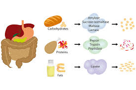 FarmHaven Digestive Enzymes: Nurturing Your Digestive Health Naturally