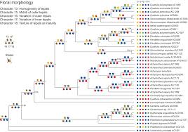 Image result for Pandiaka welwitschii