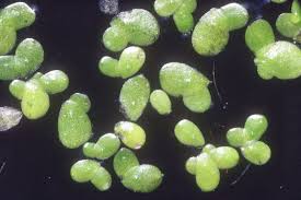 Image result for Lemna