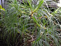Image result for Pandanus candelabrum