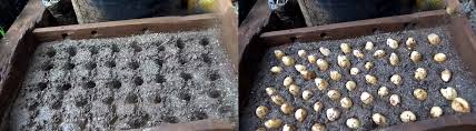 Merupakan jenis tanaman berry dengan ciri khas tersendiri. Pembibitan Durian Kampustani Com