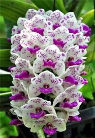 Beautiful And Unique Flower You Should Have In Your Garden 210 Beautiful Orchids Bonsai Flower Flower Seeds