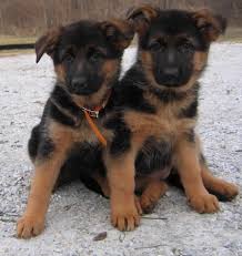 You will find german shepherd dog dogs and puppies for adoption in our south carolina listings. Black And Red German Shepherd Puppies Petsidi