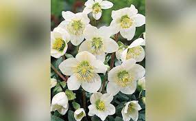 Maybe you would like to learn more about one of these? Top 10 Flowers That Symbolise Peace