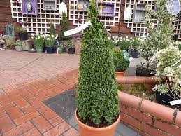 Image result for Buxus