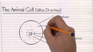 We did not find results for: How To Draw Animal Cell Diagram For Class 9