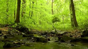 Enjoy the high quality sleep sounds and wake up refreshed. Free Photo Relaxing Nature Calm Freedom Landscape Free Download Jooinn