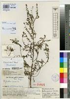 Image result for Phyllanthus pseudoniruri